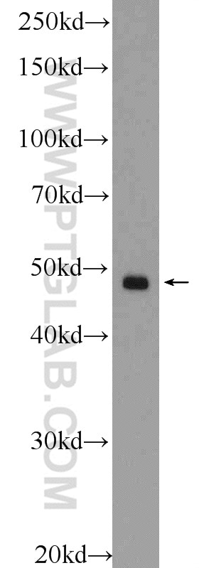 Western Blot (WB) analysis of HT-1080 cells using SMCR7/MID49 Polyclonal antibody (16413-1-AP)