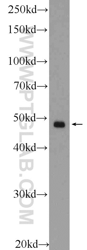 Western Blot (WB) analysis of HT-1080 cells using SMCR7/MID49 Polyclonal antibody (16413-1-AP)