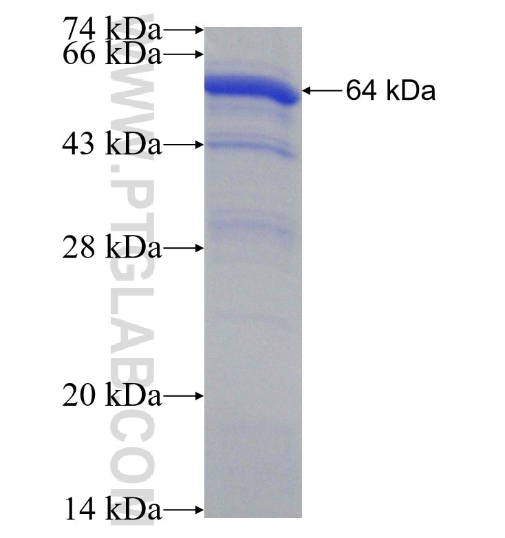 SMCR7,MID49 fusion protein Ag9531 SDS-PAGE