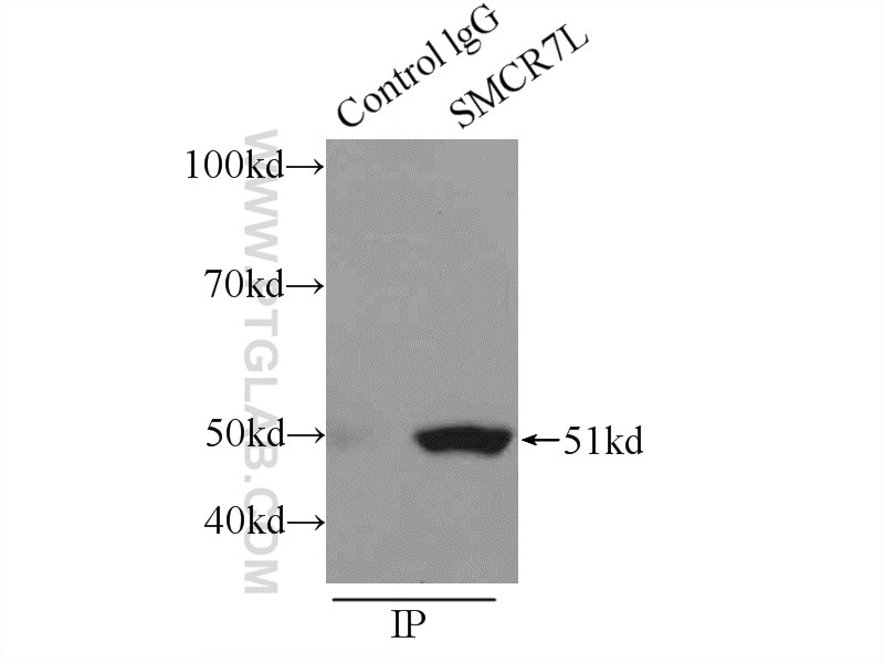 Immunoprecipitation (IP) experiment of RAW 264.7 cells using SMCR7L/MID51 Polyclonal antibody (20164-1-AP)