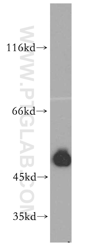 SMCR7L/MID51 Polyclonal antibody