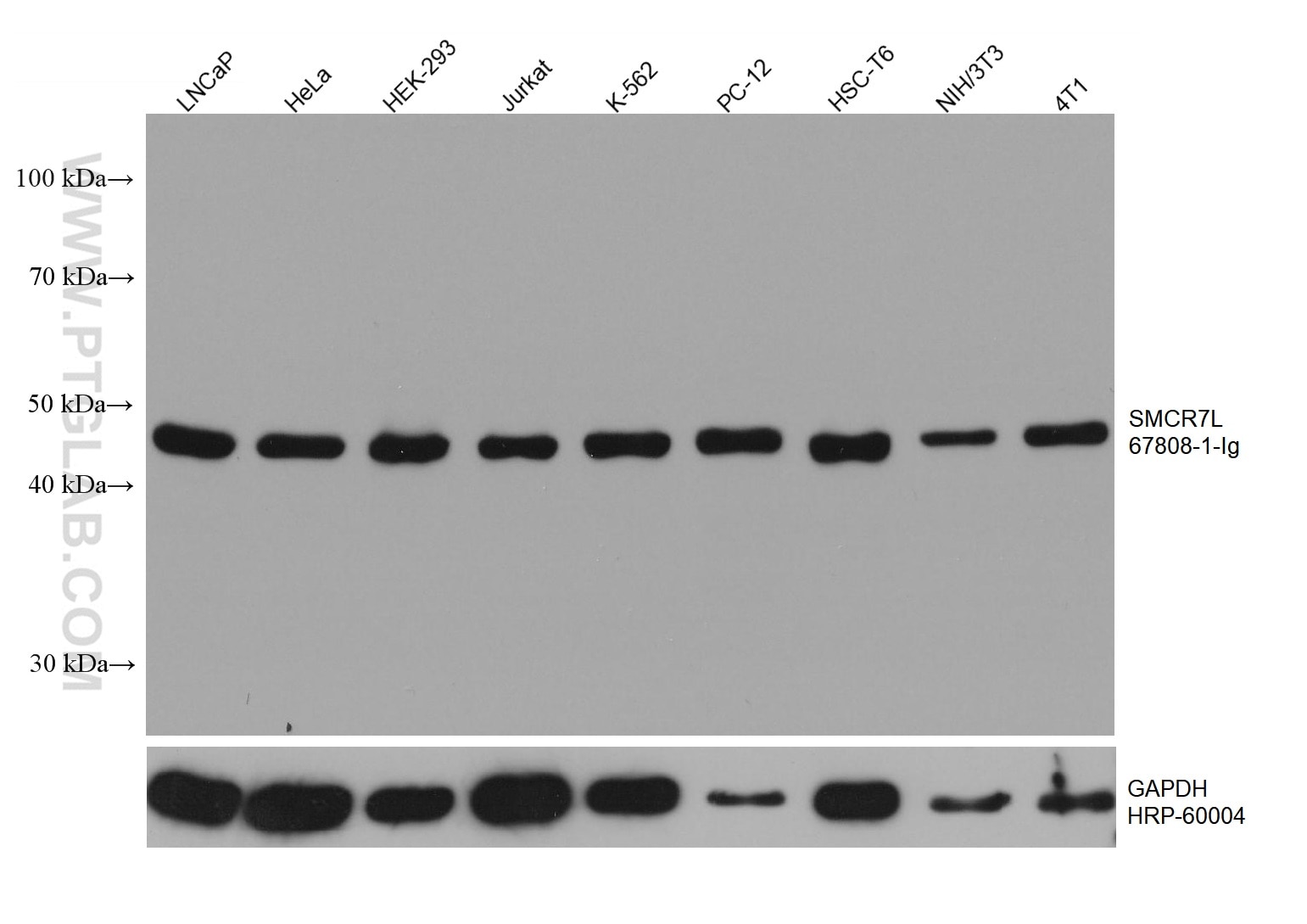 Western Blot (WB) analysis of various lysates using SMCR7L Monoclonal antibody (67808-1-Ig)