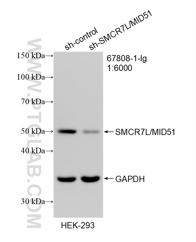 WB analysis of HEK-293 using 67808-1-Ig Western Blot (WB) analysis of HEK-293 cells using SMCR7L/MID51 Monoclonal antibody (67808-1-Ig)