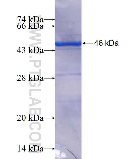 SMCR7L fusion protein Ag13775 SDS-PAGE