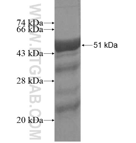 SMEK2 fusion protein Ag14156 SDS-PAGE