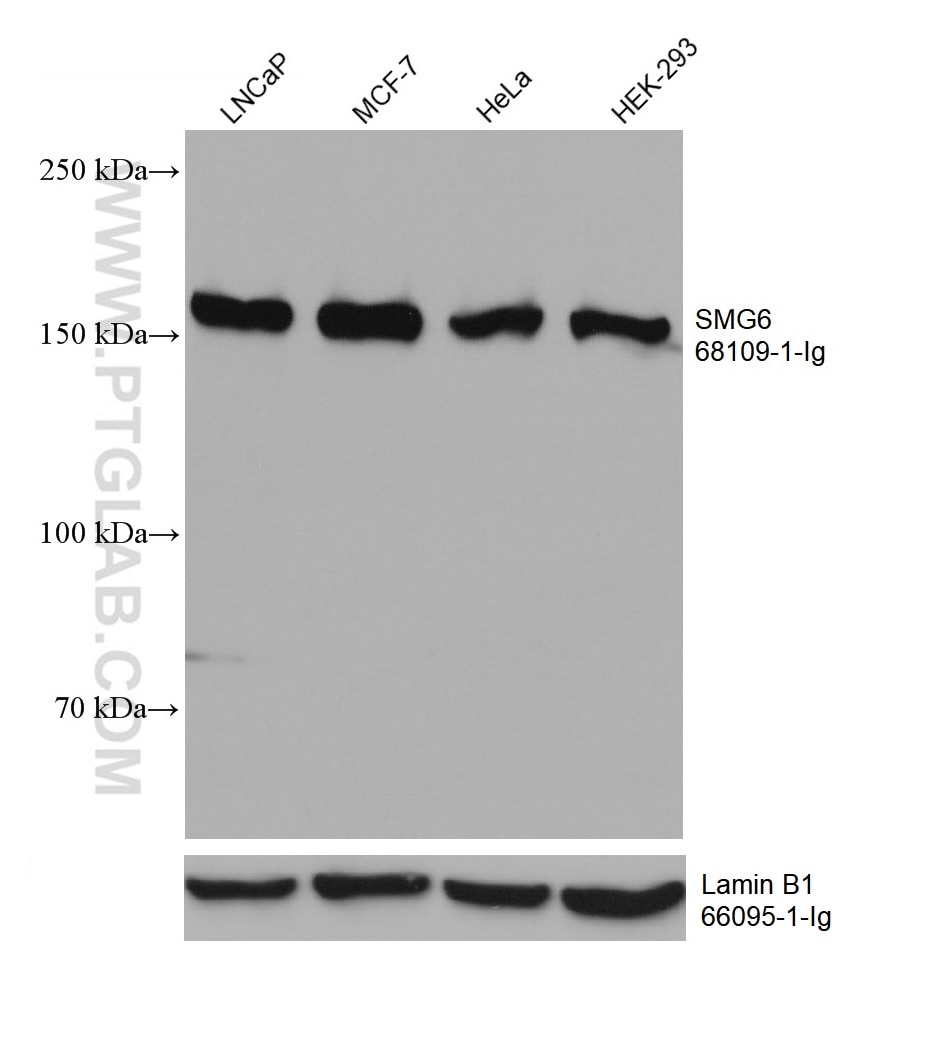 Western Blot (WB) analysis of various lysates using SMG6 Monoclonal antibody (68109-1-Ig)