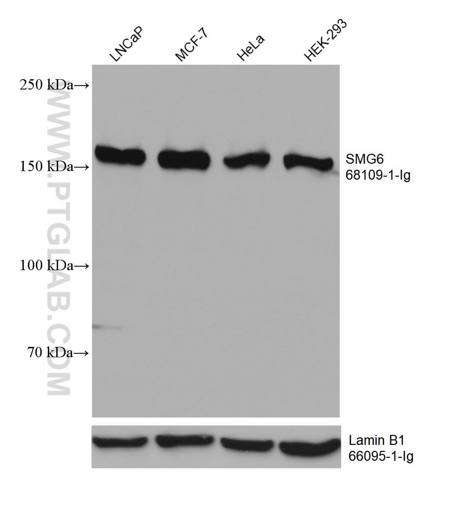 WB analysis using 68109-1-Ig