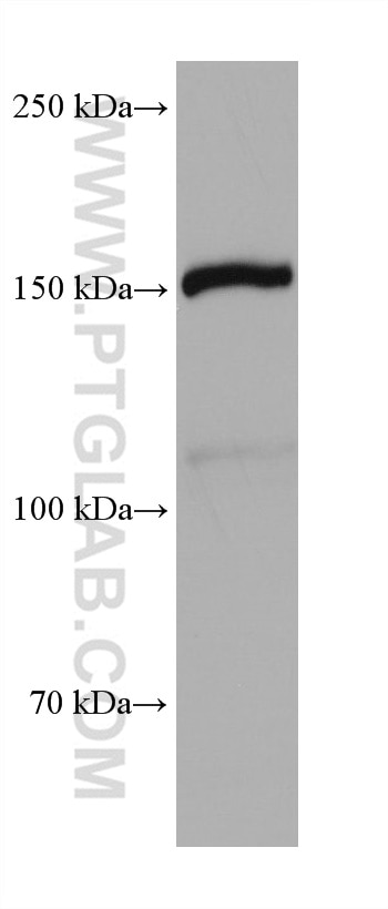 Western Blot (WB) analysis of RAW 264.7 cells using SMG6 Monoclonal antibody (68109-1-Ig)