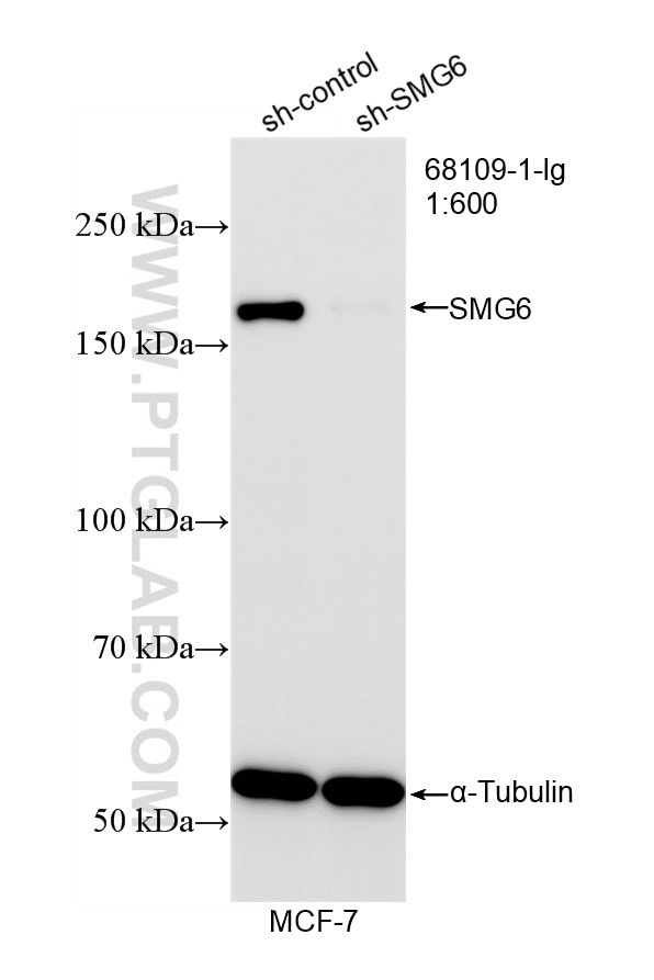 WB analysis of MCF-7 using 68109-1-Ig Western Blot (WB) analysis of MCF-7 cells using SMG6 Monoclonal antibody (68109-1-Ig)