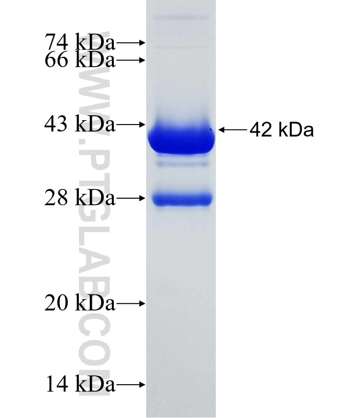 SMG6 fusion protein Ag30182 SDS-PAGE