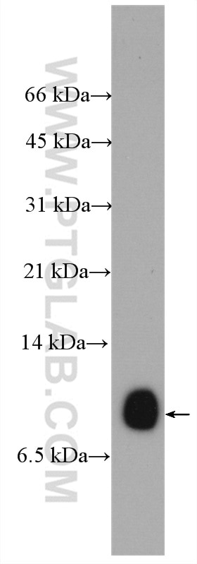 Western Blot (WB) analysis of mouse kidney tissue using SMIM1 Polyclonal antibody (27849-1-AP)