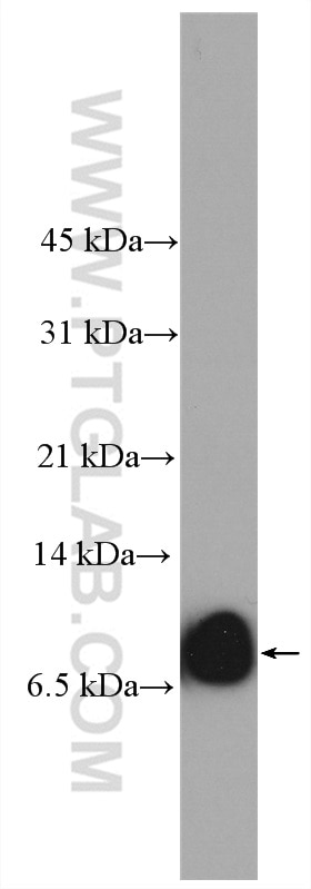 Western Blot (WB) analysis of HEK-293 cells using SMIM1 Polyclonal antibody (27849-1-AP)