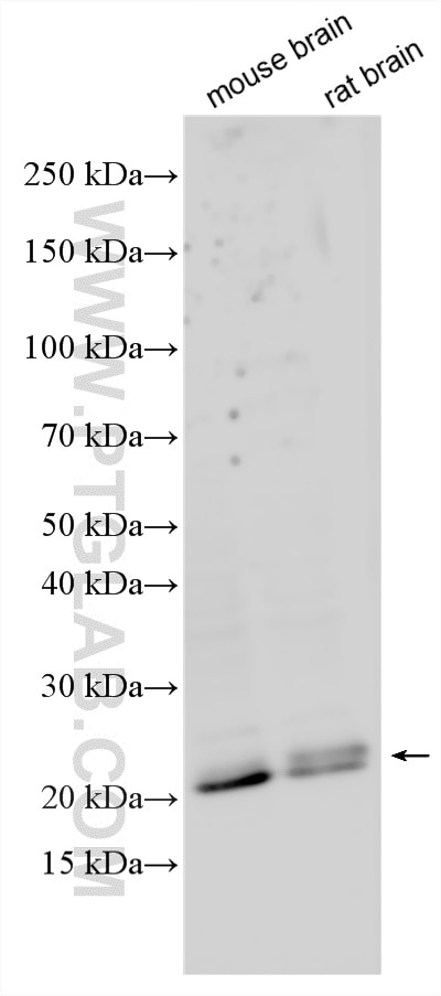 WB analysis using 34127-1-AP Western Blot (WB) analysis of various lysates using SMIM17 Polyclonal antibody (34127-1-AP)