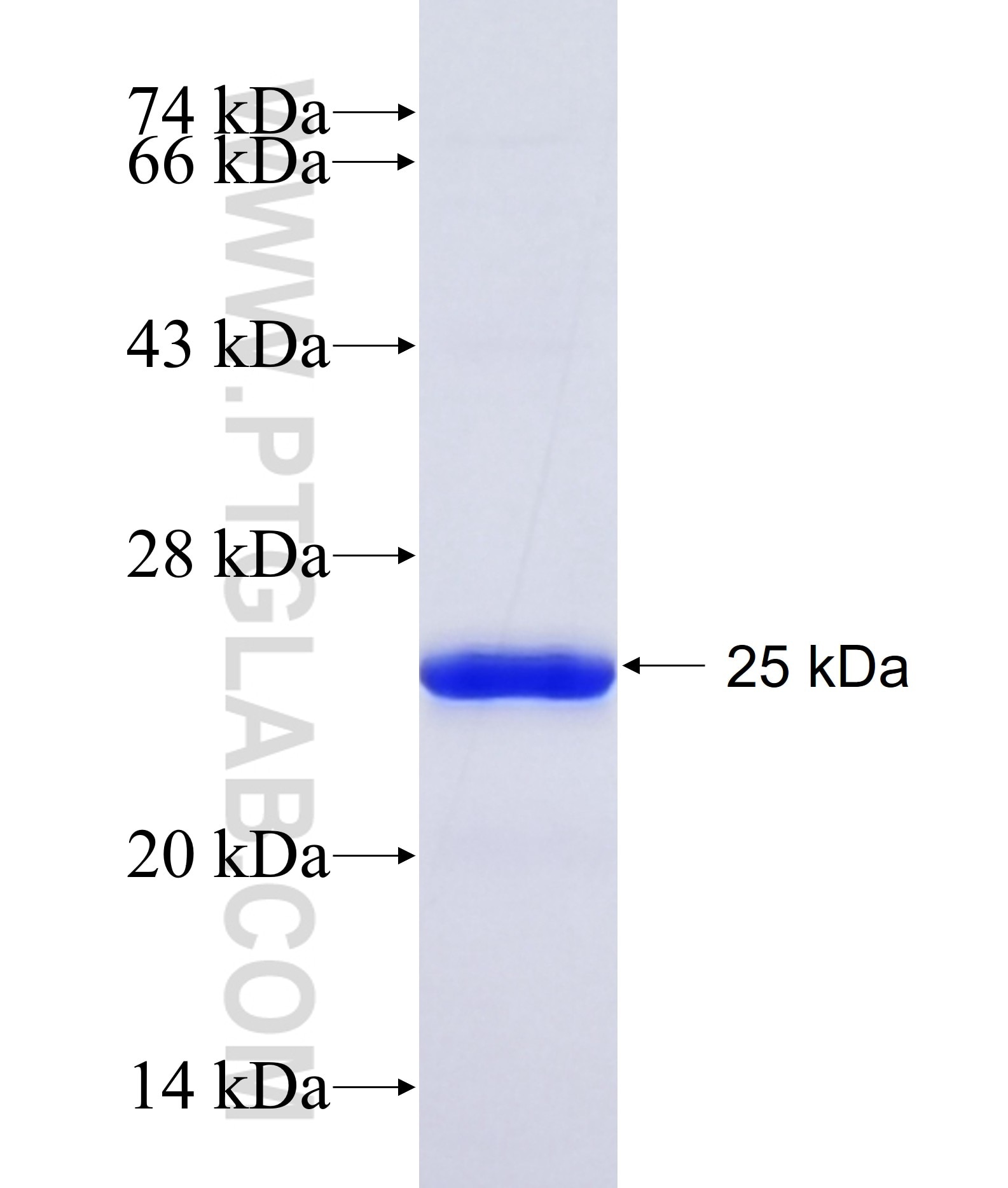 SMIM17 fusion protein Ag41717 SDS-PAGE SMIM17 fusion protein Ag41717 SDS-PAGE