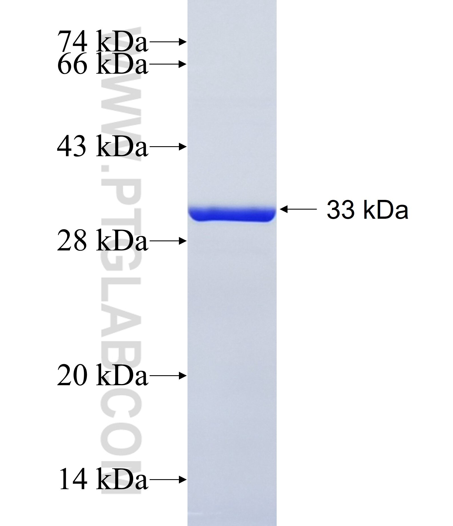 SMIM26 fusion protein Ag34640 SDS-PAGE