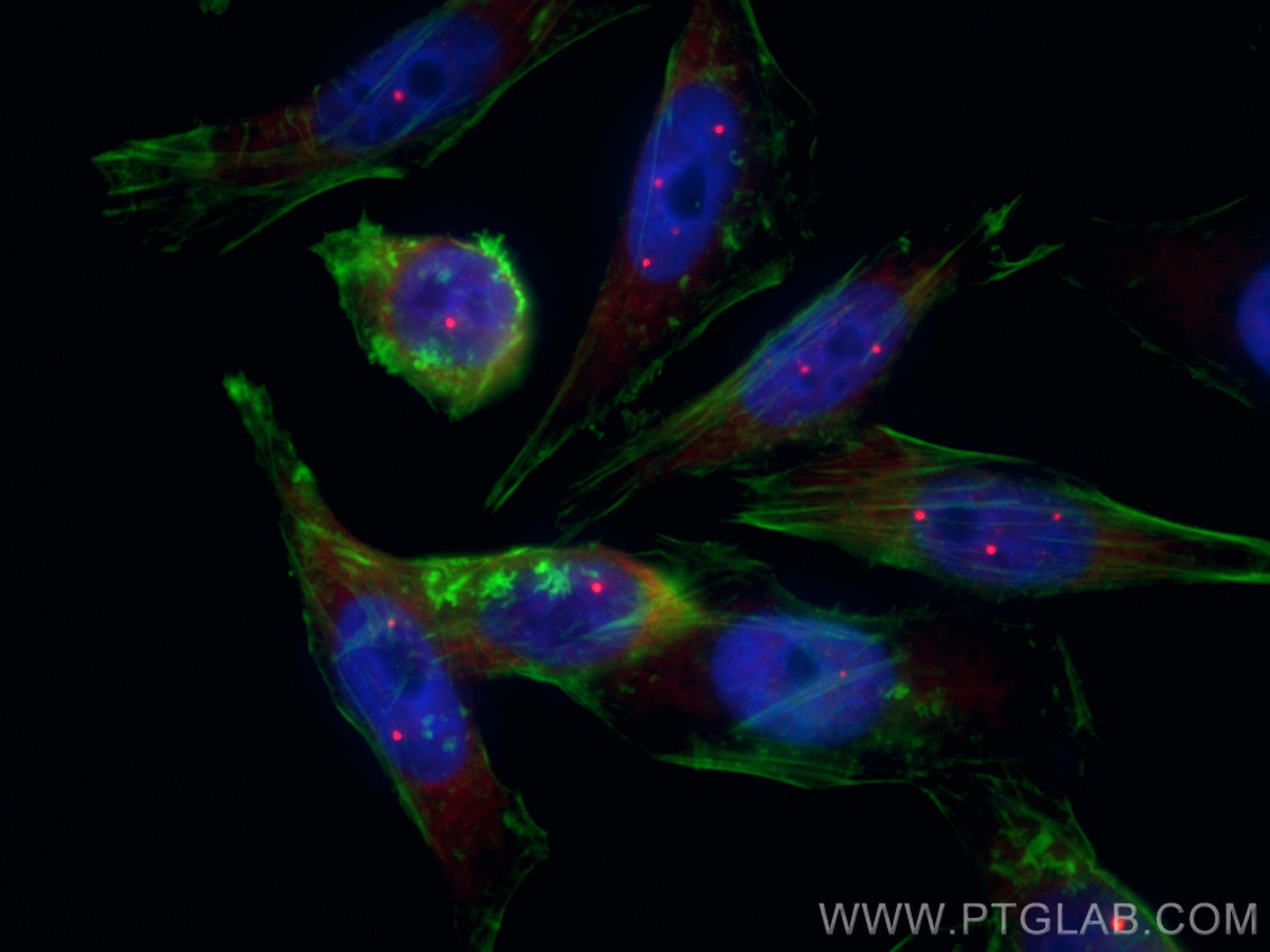 Immunofluorescence (IF) / fluorescent staining of HepG2 cells using CoraLite®594-conjugated SMN (Human,Mouse,Rat) Mono (CL594-60154)