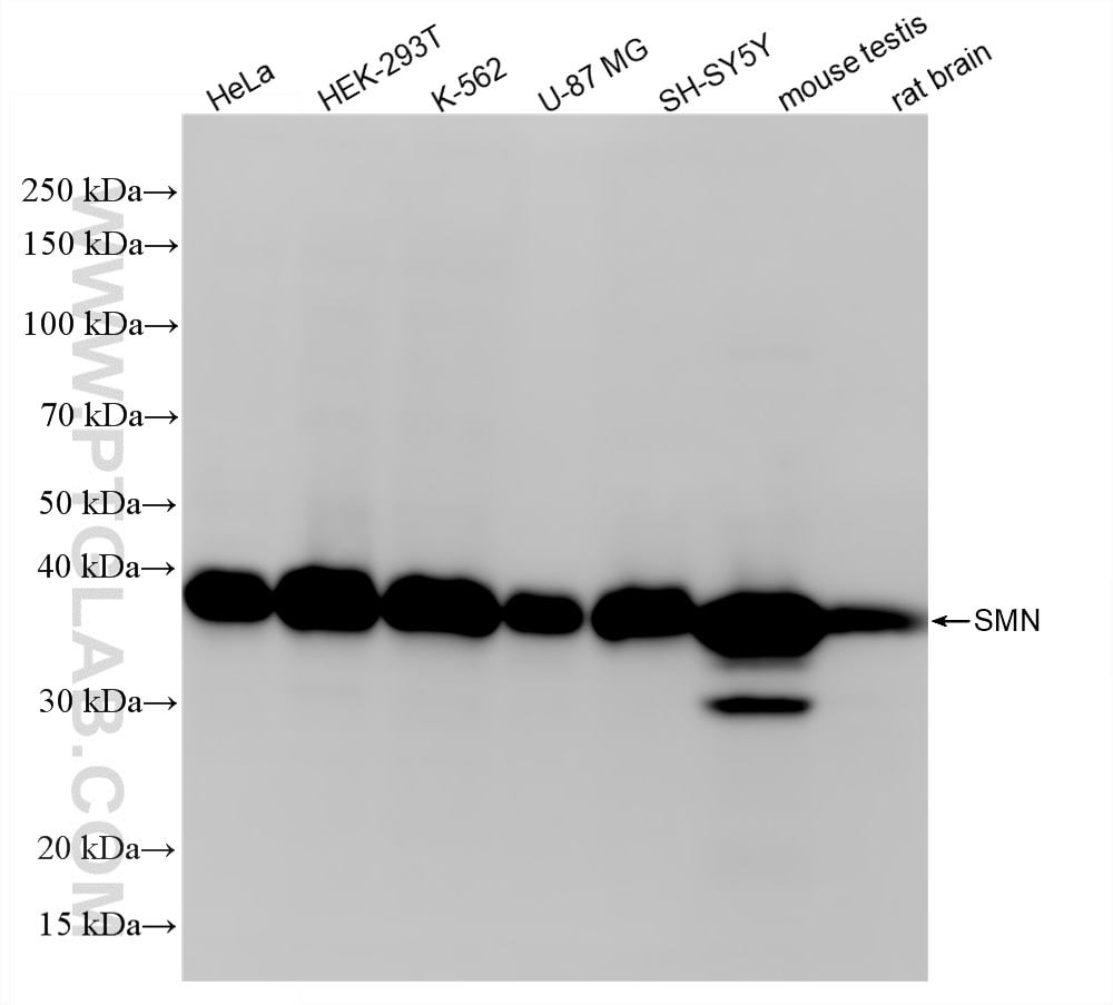 WB analysis using 86668-2-RR Western Blot (WB) analysis of various lysates using SMN Recombinant monoclonal antibody (86668-2-RR)