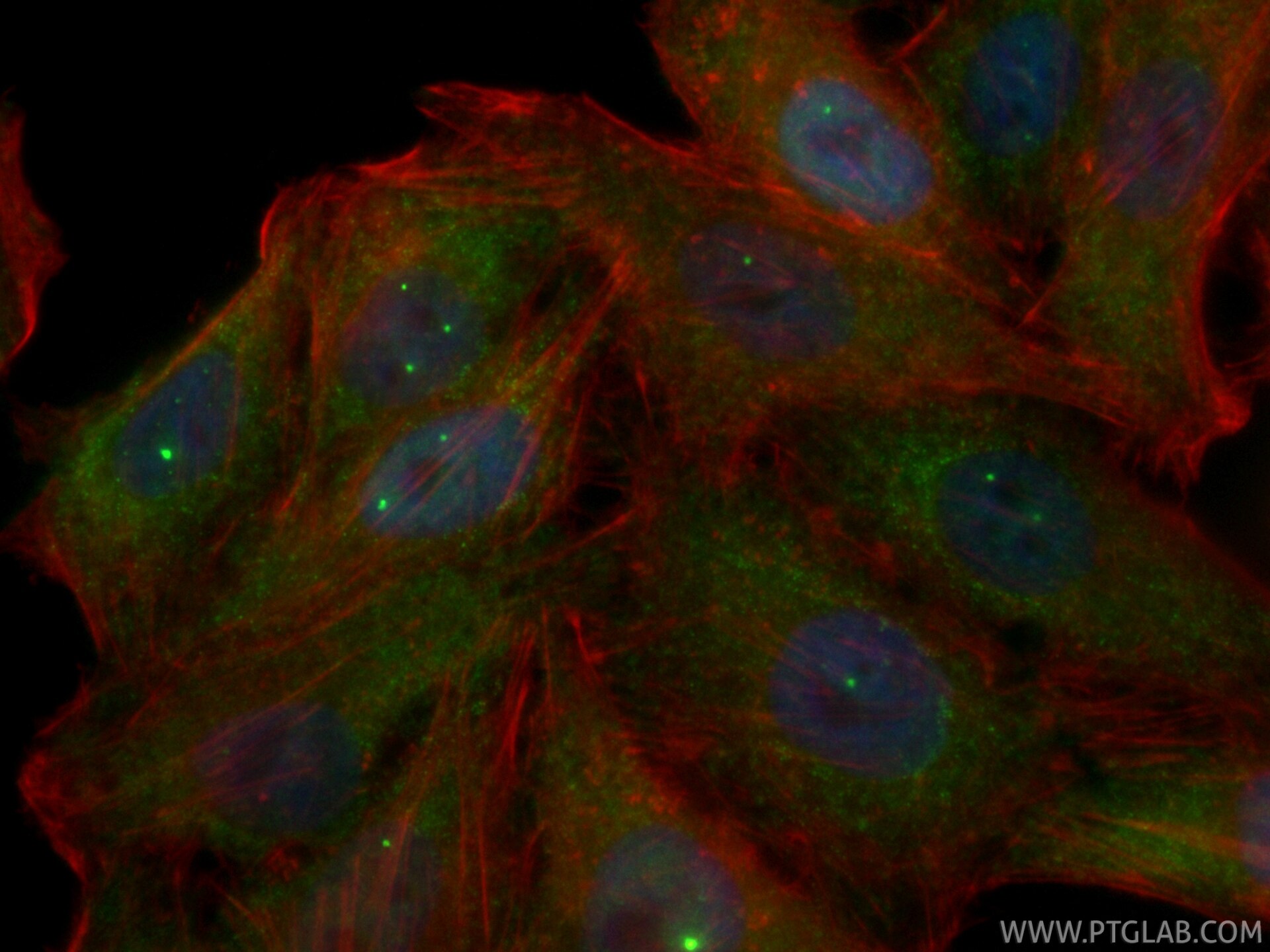 IF Staining of HepG2 using CL488-86668-2 Immunofluorescence (IF) / fluorescent staining of HepG2 cells using CoraLite® Plus 488-conjugated SMN Recombinant mono (CL488-86668-2)