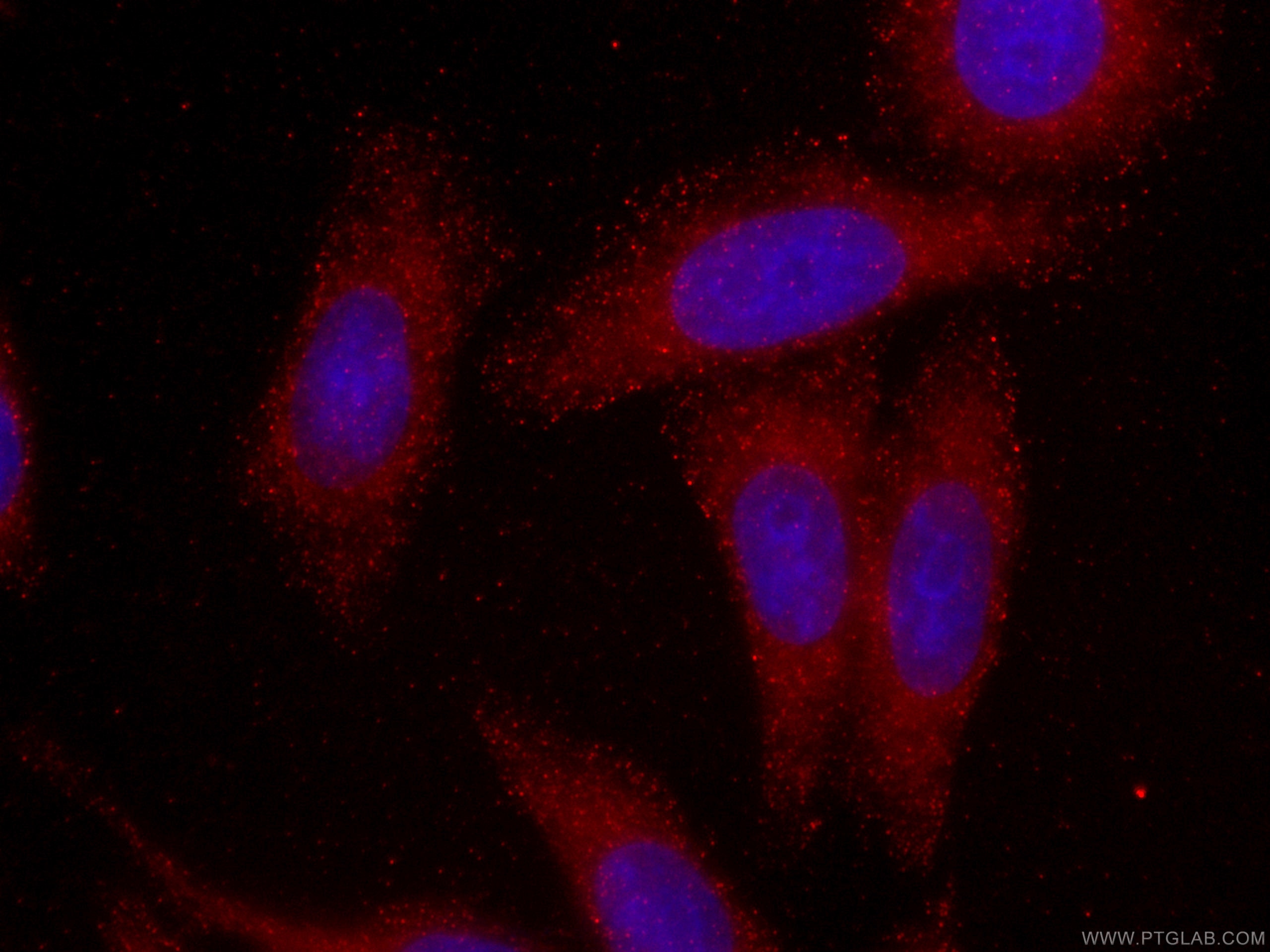 Immunofluorescence (IF) / fluorescent staining of HepG2 cells using CoraLite®594-conjugated SMN-Exon7 Monoclonal antib (CL594-60255)