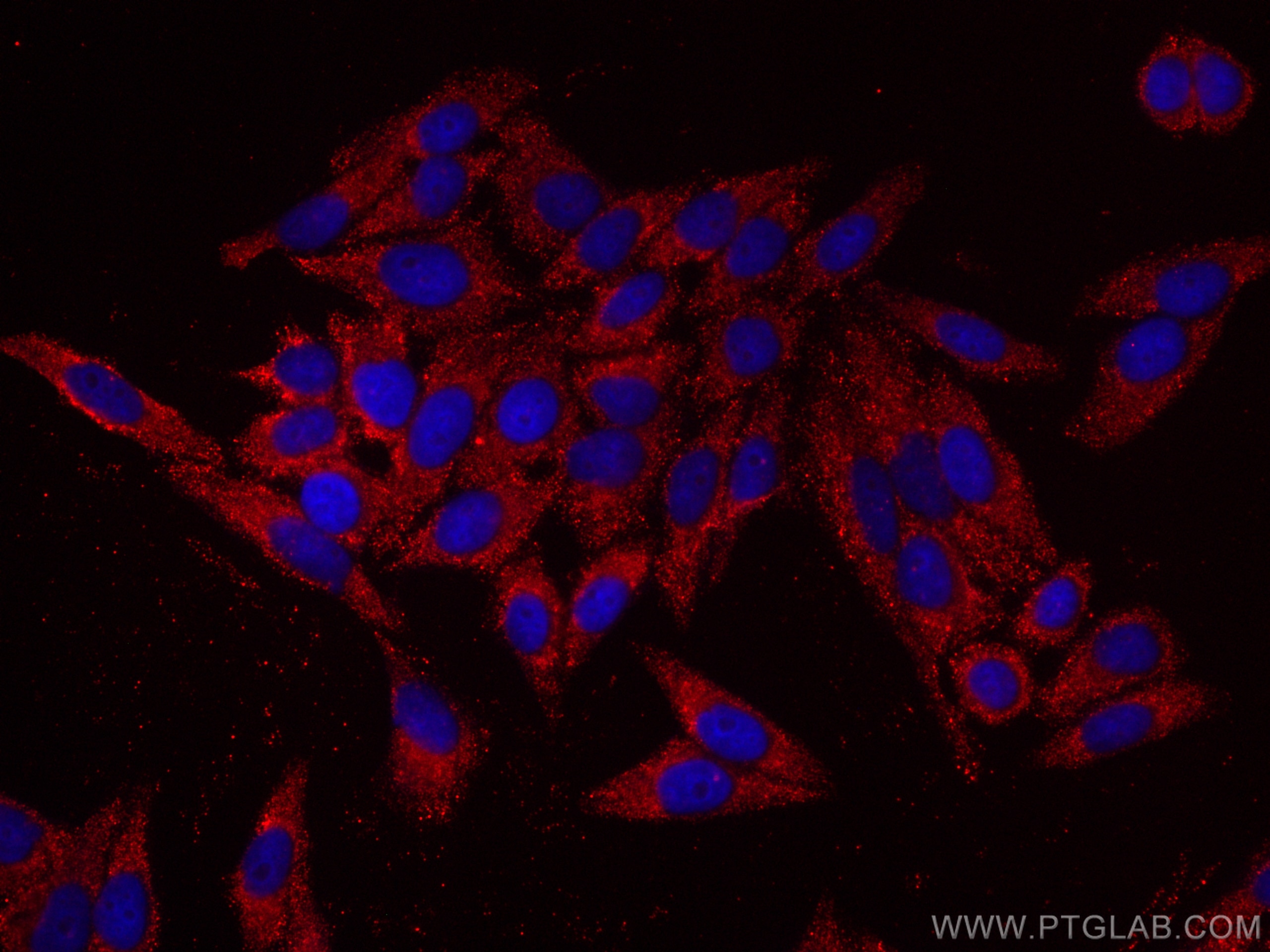 Immunofluorescence (IF) / fluorescent staining of HepG2 cells using CoraLite®594-conjugated SMN-Exon7 Monoclonal antib (CL594-60255)