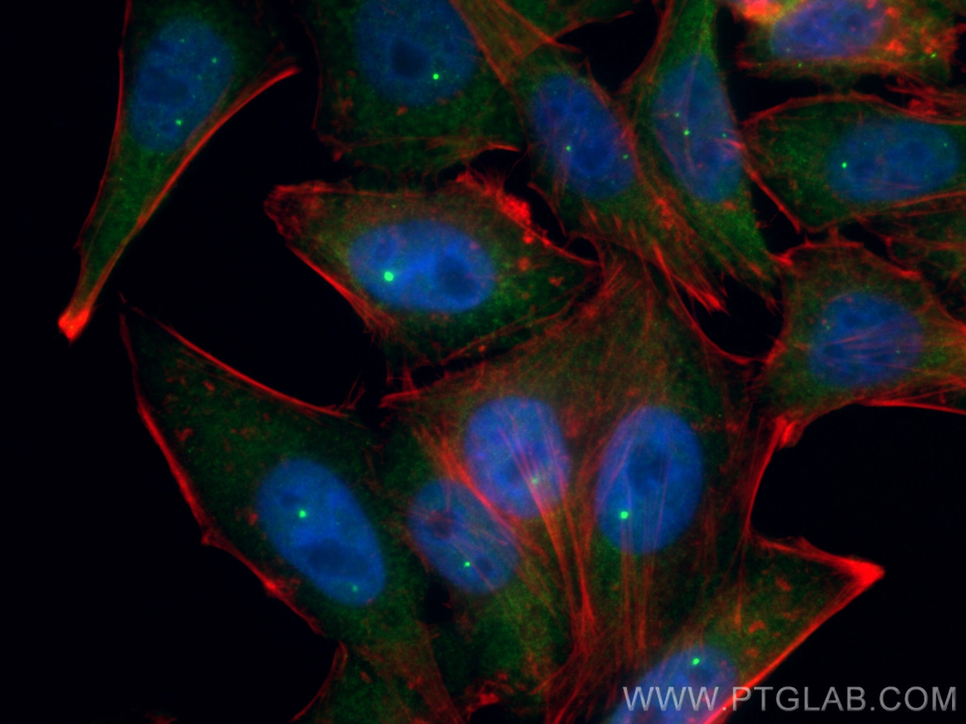 Immunofluorescence (IF) / fluorescent staining of HepG2 cells using CoraLite® Plus 488-conjugated SMN (Human,Mouse,Rat (CL488-60154)