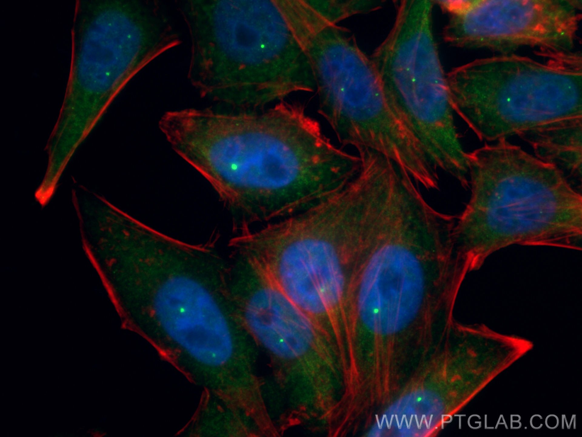 IF Staining of HepG2 using CL488-60154