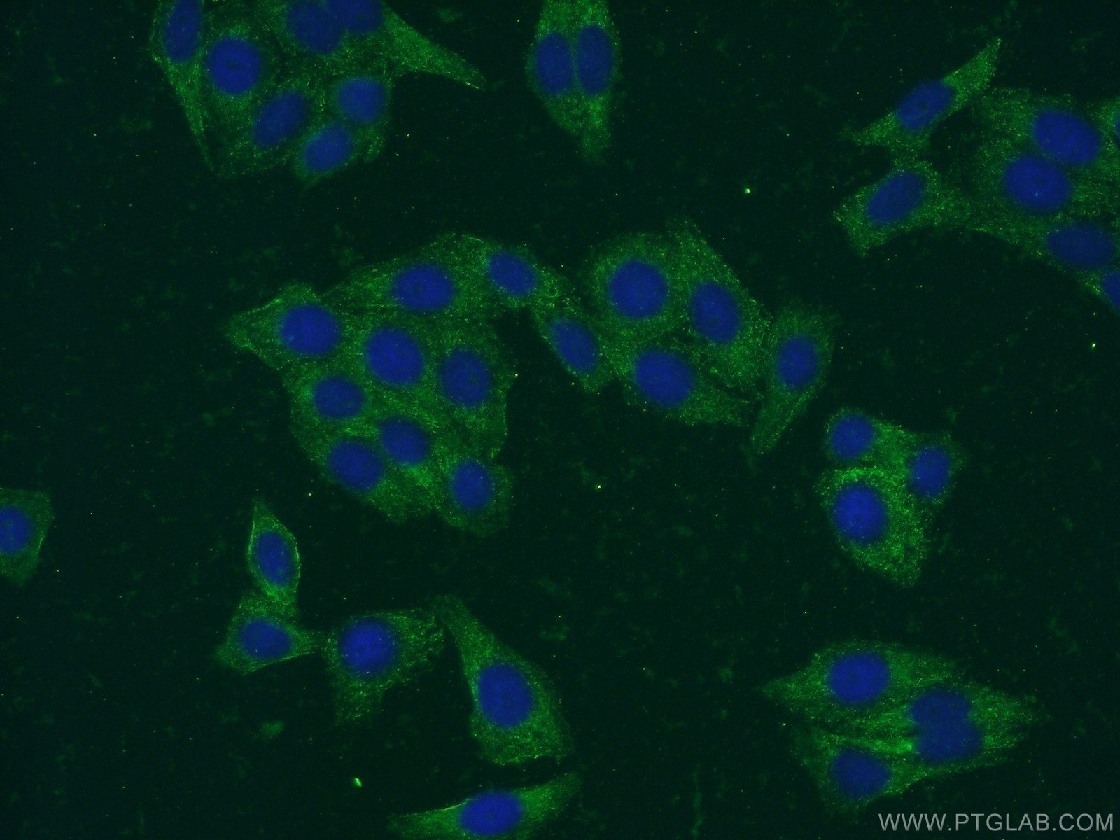 Immunofluorescence (IF) / fluorescent staining of HepG2 cells using SMN-Exon7 Monoclonal antibody (60255-1-Ig)