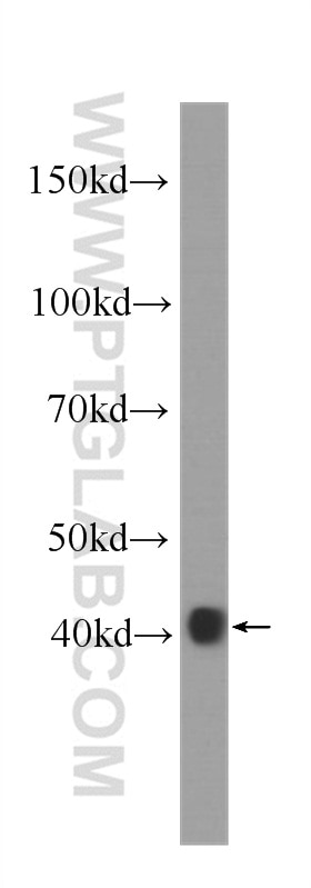 Western Blot (WB) analysis of HepG2 cells using SMN-Exon7 Monoclonal antibody (60255-1-Ig)