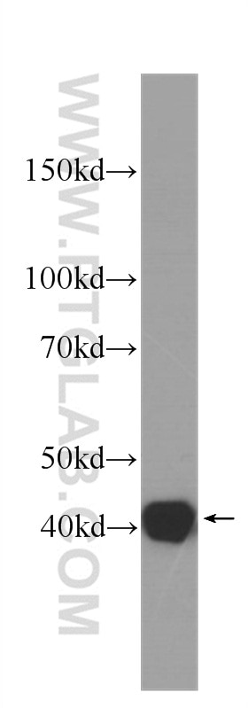 WB analysis of HeLa using 60255-1-Ig