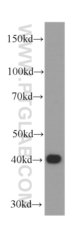 Western Blot (WB) analysis of HEK-293 cells using SMN-Exon7 Monoclonal antibody (60255-1-Ig)