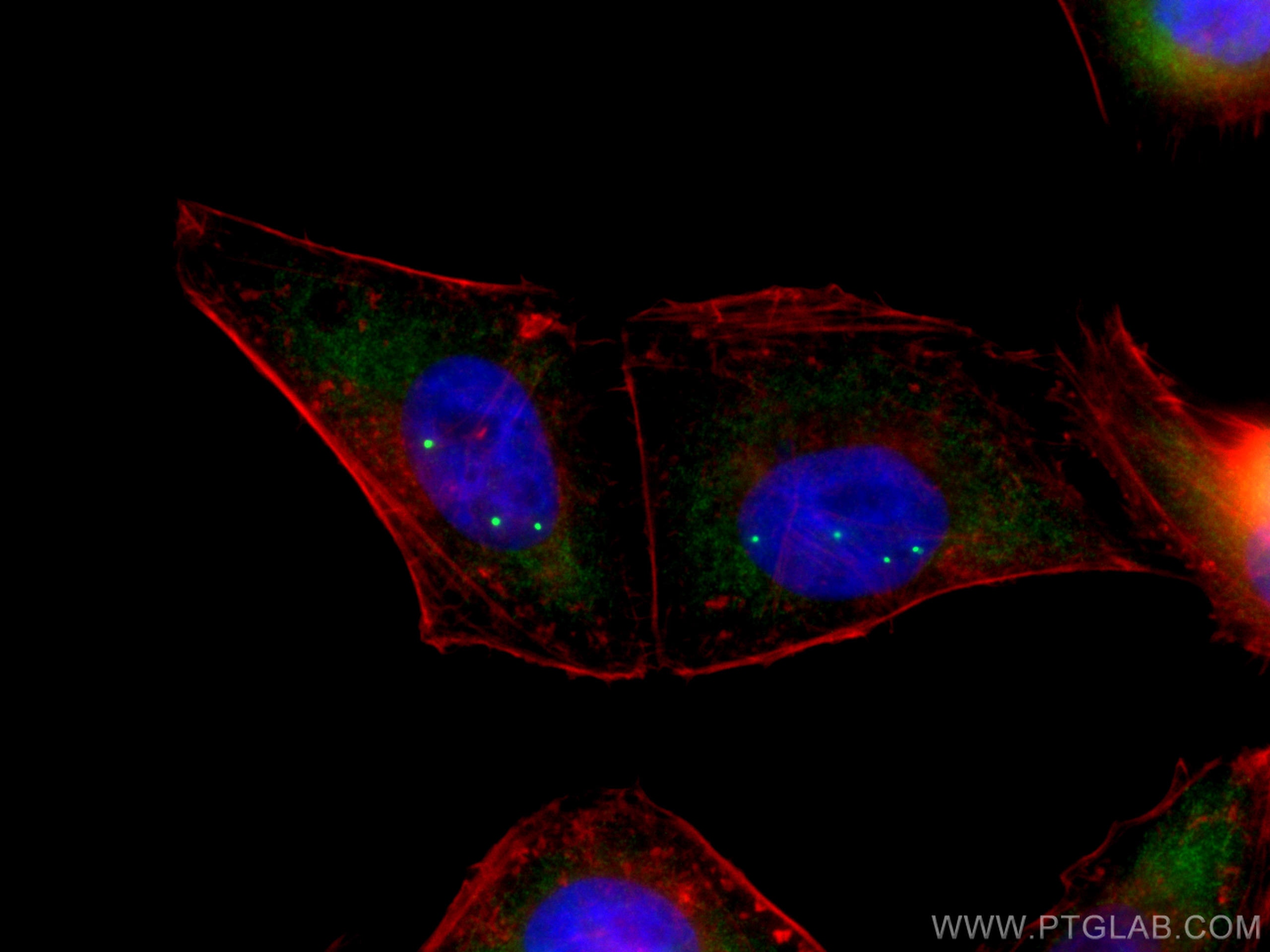 Immunofluorescence (IF) / fluorescent staining of HepG2 cells using SMN Polyclonal antibody (11708-1-AP)