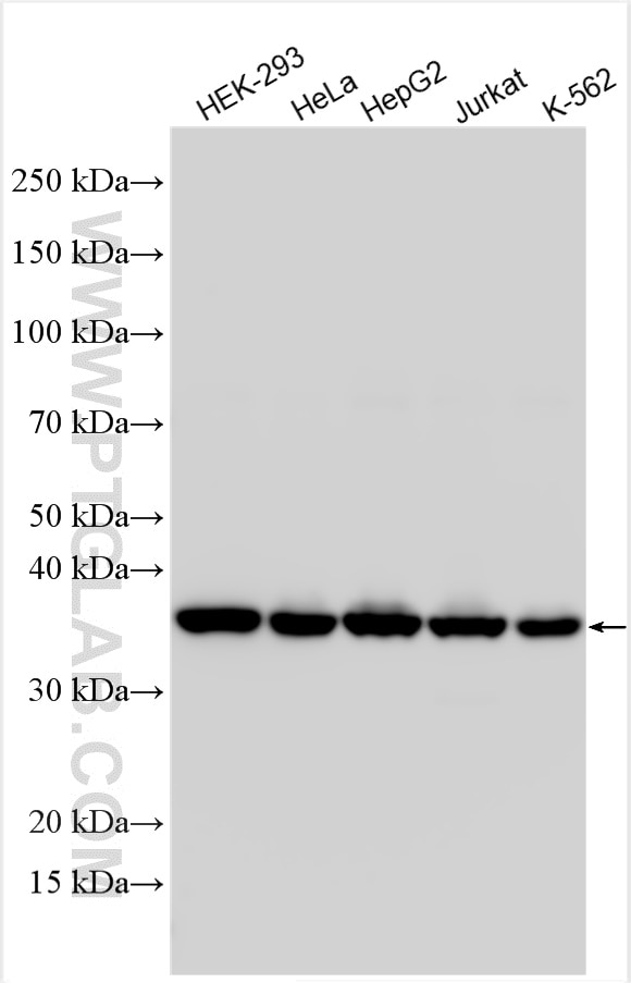 Western Blot (WB) analysis of various lysates using SMN Polyclonal antibody (11708-1-AP)