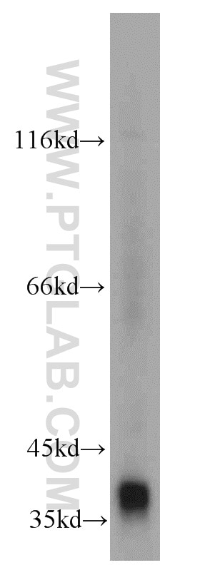 Western Blot (WB) analysis of mouse testis tissue using SMN Polyclonal antibody (11708-1-AP)