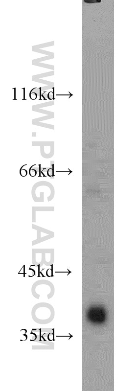 Western Blot (WB) analysis of K-562 cells using SMN Polyclonal antibody (11708-1-PBS)