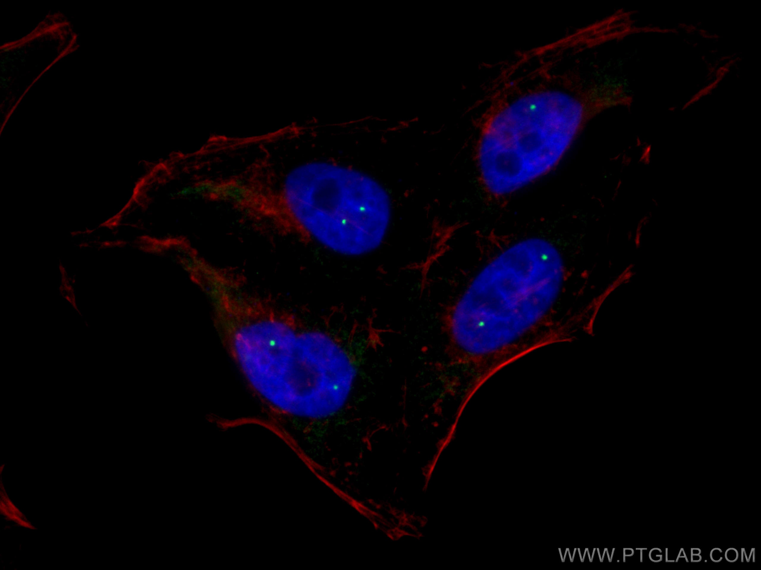 Immunofluorescence (IF) / fluorescent staining of HepG2 cells using SMN Polyclonal antibody (20451-1-AP)