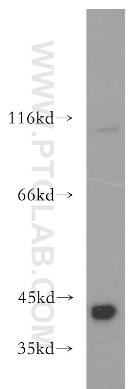 Western Blot (WB) analysis of HEK-293 cells using SMN Polyclonal antibody (20451-1-AP)