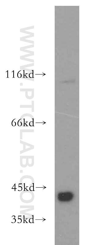 WB analysis of HEK-293 using 20451-1-AP