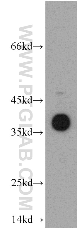 Western Blot (WB) analysis of Jurkat cells using SMN Polyclonal antibody (20451-1-AP)