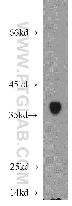 Western Blot (WB) analysis of HepG2 cells using SMN Polyclonal antibody (20451-1-AP)