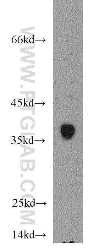 WB analysis of HepG2 using 20451-1-AP