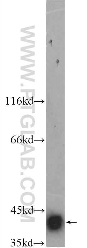 Western Blot (WB) analysis of HepG2 cells using SMN Polyclonal antibody (22329-1-AP)