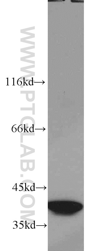 Western Blot (WB) analysis of K-562 cells using SMN Polyclonal antibody (22329-1-AP)