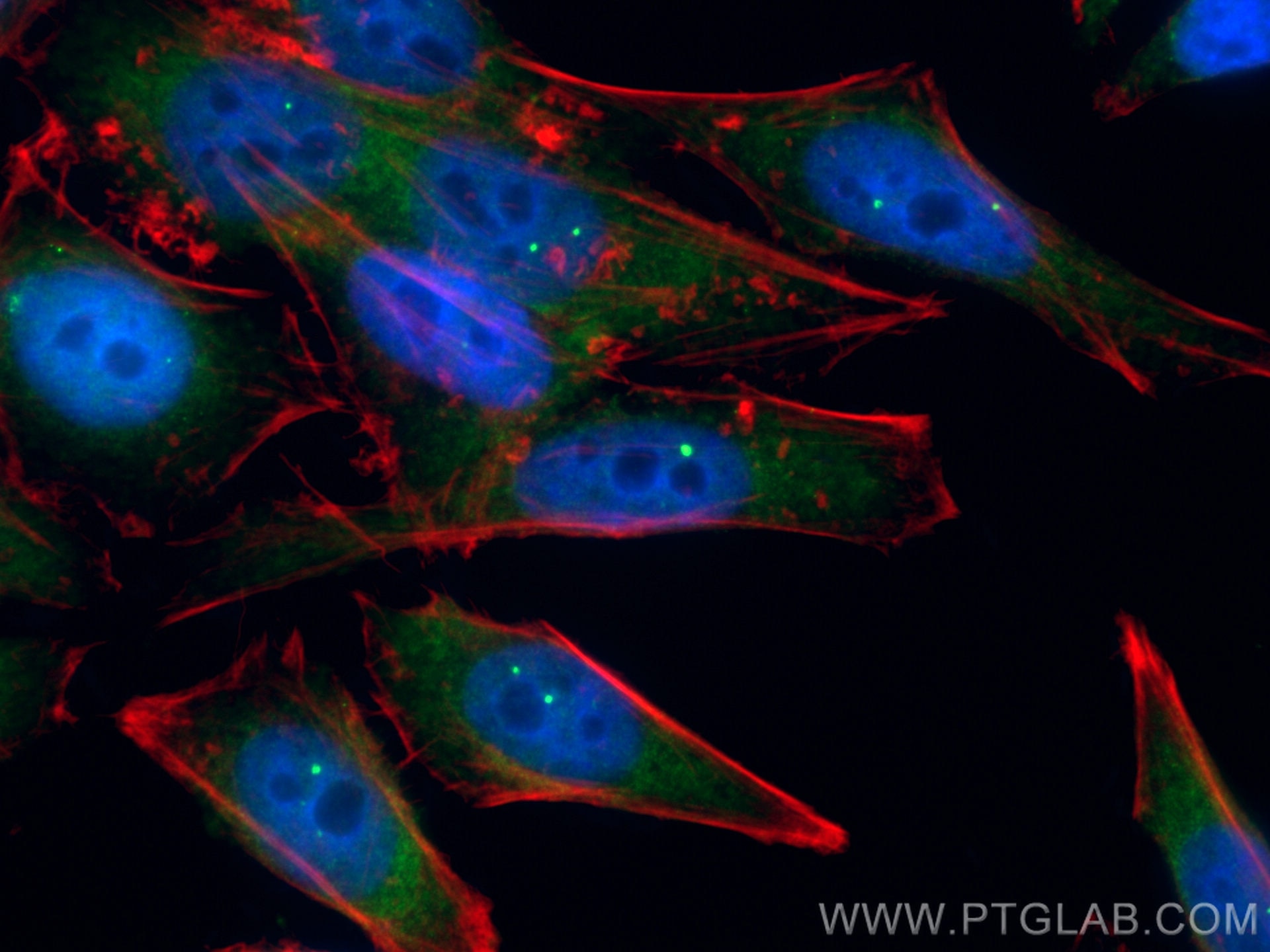 Immunofluorescence (IF) / fluorescent staining of HepG2 cells using SMN (Human-Specific) Monoclonal antibody (60154-1-Ig)