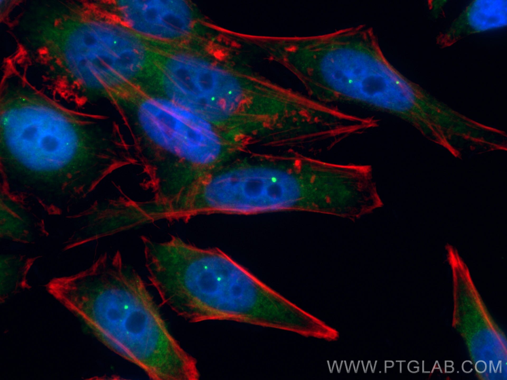 IF Staining of HepG2 using 60154-1-Ig