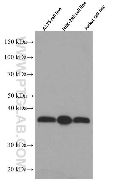 Western Blot (WB) analysis of A375 cells using SMN (Human-Specific) Monoclonal antibody (60154-1-Ig)