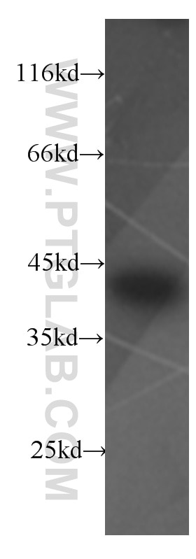 Western Blot (WB) analysis of Raji cells using SMN (Human-Specific) Monoclonal antibody (60154-1-Ig)