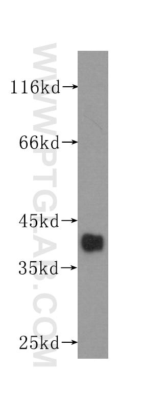 Western Blot (WB) analysis of HepG2 cells using SMN (Human-Specific) Monoclonal antibody (60154-1-Ig)