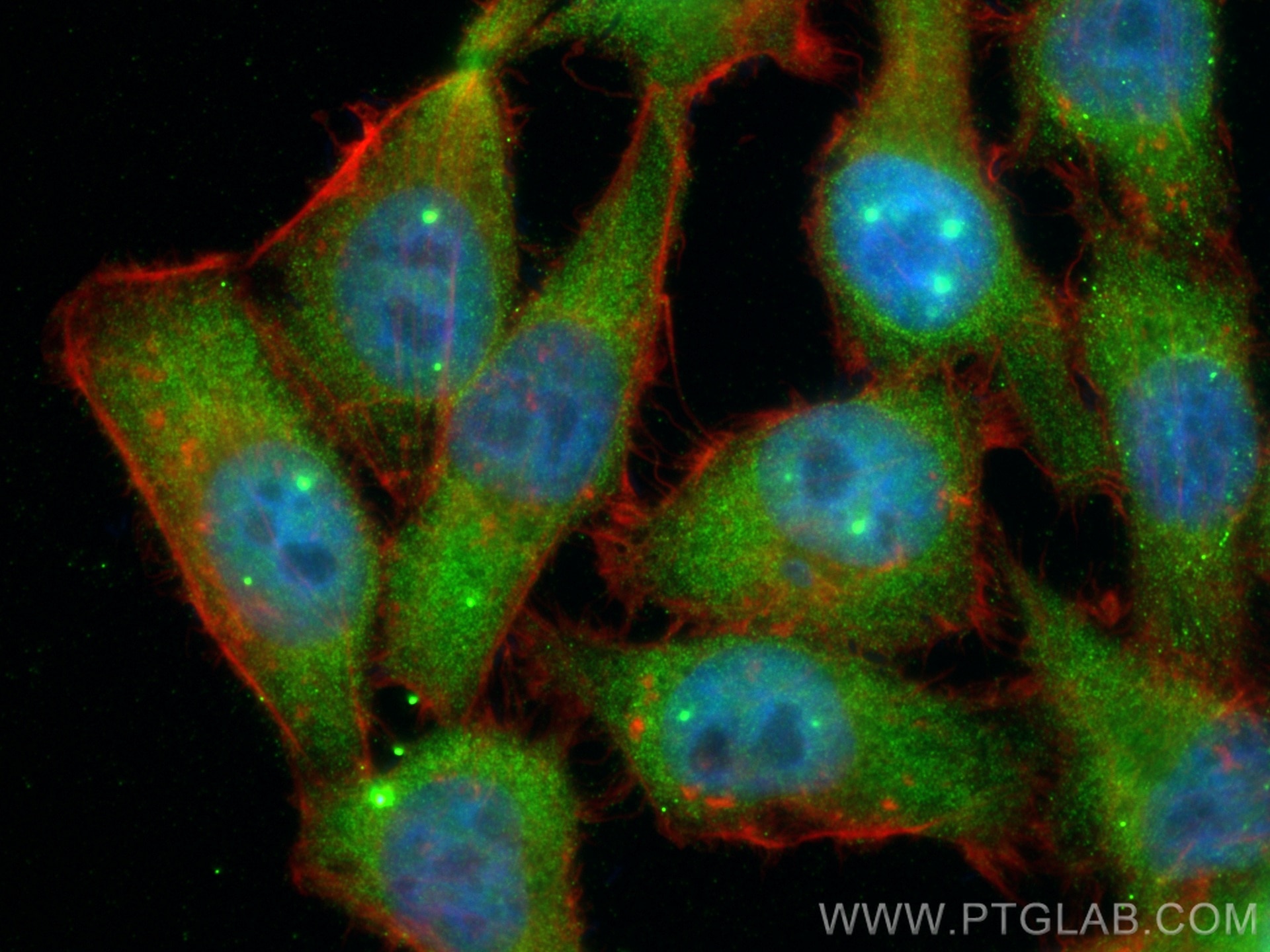 Immunofluorescence (IF) / fluorescent staining of HepG2 cells using SMN (Human,Mouse,Rat) Monoclonal antibody (60154-2-Ig)