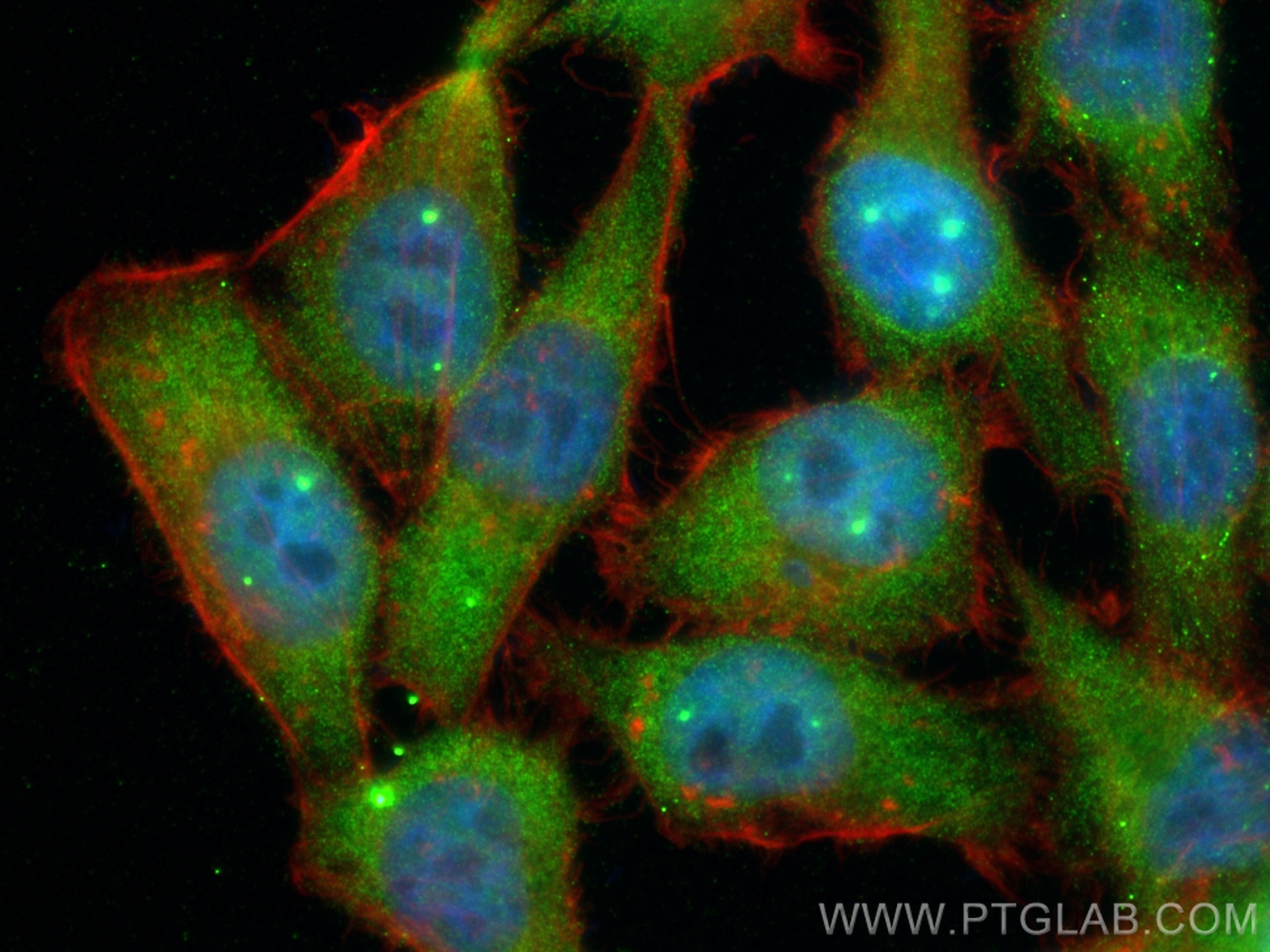 IF Staining of HepG2 using 60154-2-Ig