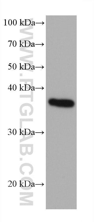 Western Blot (WB) analysis of A375 cells using SMN (Human,Mouse,Rat) Monoclonal antibody (60154-2-Ig)